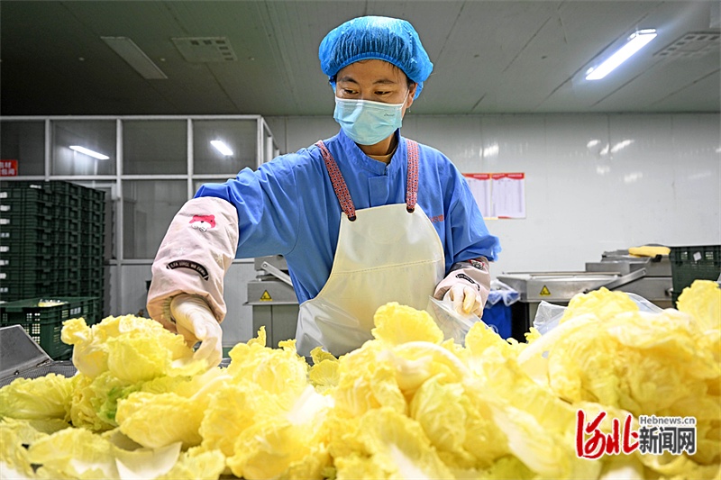 牢记嘱托 感恩奋进 奋力谱写中国式现代化建设河北篇章丨“河北净菜”进京记(图1)