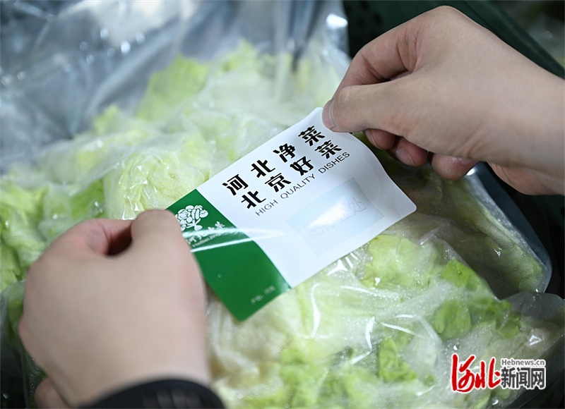 牢记嘱托 感恩奋进 奋力谱写中国式现代化建设河北篇章丨“河北净菜”进京记(图2)